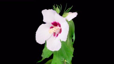 Hibiscus Çiçekleri. Siyah Arkaplanda Böceklerle Güzel Beyaz Hibiscus Çiçekleri Açılıyor. Zaman aşımı. 4K.