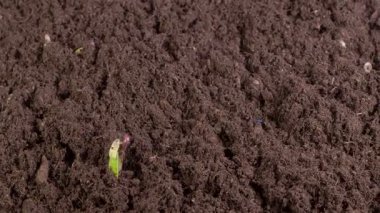 Büyüyen Mung Fasulyesi Bitkilerinin Güzel Zaman Hızı. Vigna Radiata. 4K.