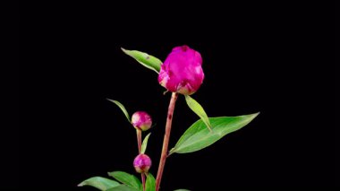 Pembe Şakayık Çiçekleri. Güzel Pembe Şakayık Çiçekleri Siyah Arkaplanda Çiçek Açıyor. 4K.