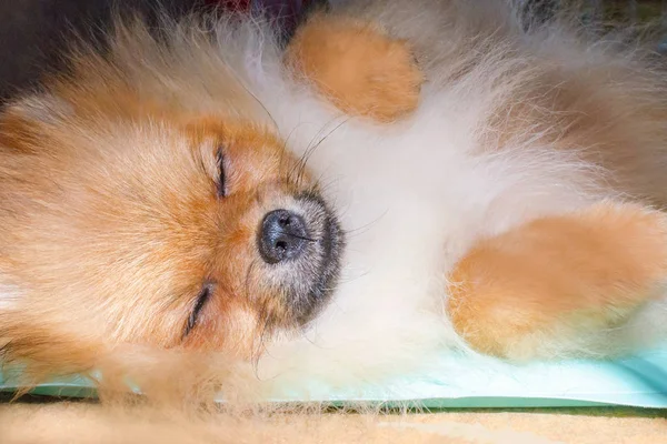 Bonito pomeranian cão dormindo na esteira de refrigeração em um dia ensolarado — Fotografia de Stock