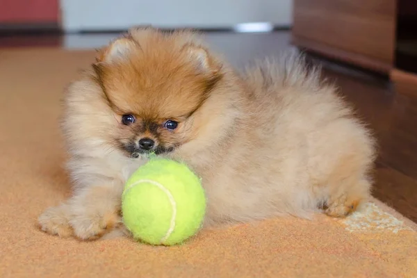 Cute pomeranian puppy, small dog with a ball at home — Stock Photo, Image