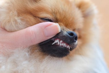 rahatsızlık köpek yavrusu pomeranian spitz diş, hyperdontia iki satır ile küçük doğurmak, köpeklerde diş değişiklikleri