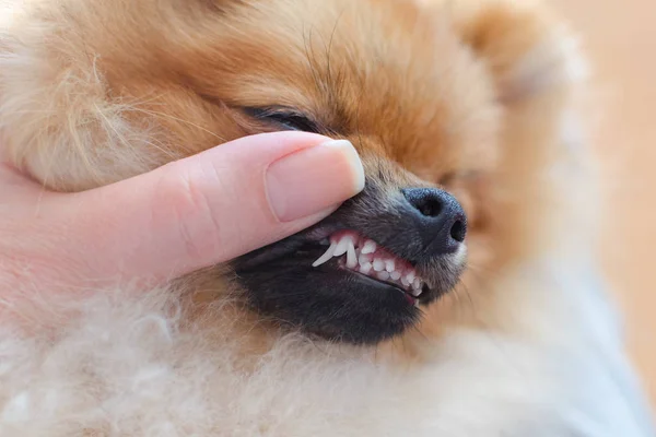 Alteración de los dientes cambios en los perros de razas pequeñas, spitz pomeraniano cachorro con dos filas de dientes, hiperdoncia — Foto de Stock