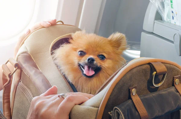küçük köpek pomaranian spitz uçak, seçici odak gemide seyahat çantaya