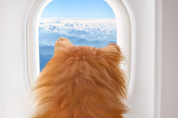 seyahat ederken, seçici odak bulutlar pencereden dışarı bakarak uçak gemide küçük köpek