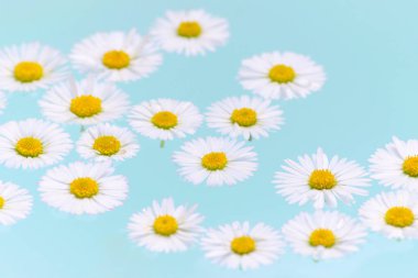 taze çiçekler, mavi su, closeup papatya banyo