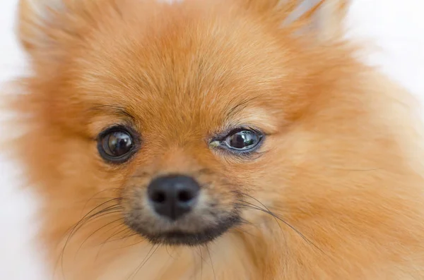 У собаки проблемы с глазом, конъюнктивит — стоковое фото
