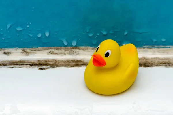 kalıp banyo, kirli tuvalette bir ördek oyuncak