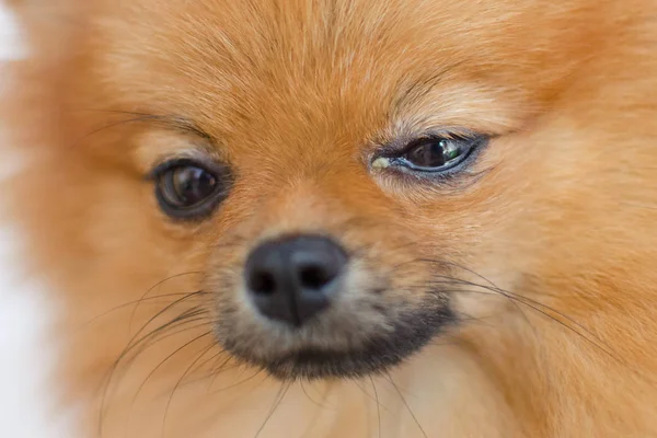 bir köpek göz sorunu, konjonktivit ile portresi