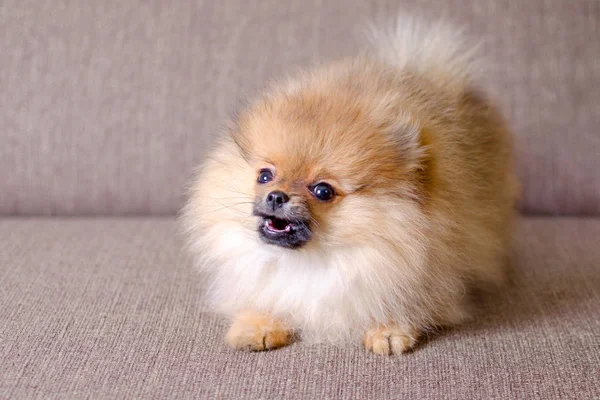 Funny small pomeranian puppy barking on the couch — Stock Photo, Image