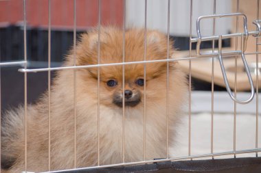 Pomeranian köpek yavrusu büyük kuş kafesi içinde oturan ve seyir