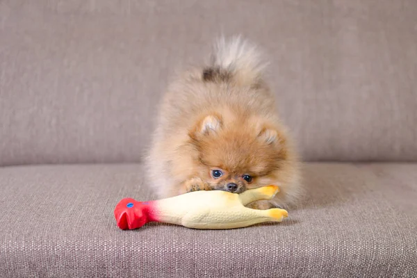 Смешной маленький померанский щенок играет на диване с игрушкой — стоковое фото