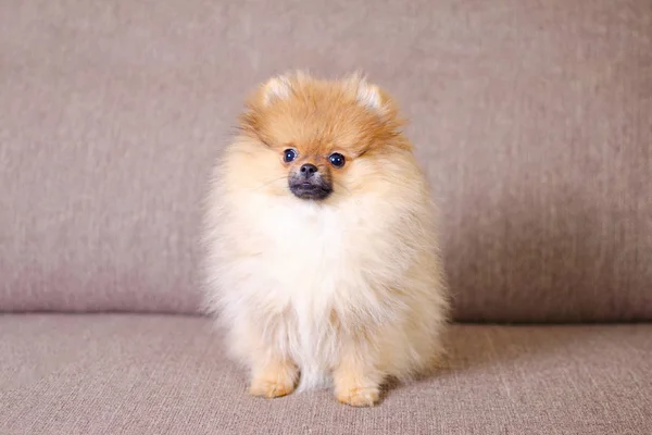 Adorable fluffy pomeranian puppy sitting on the couch — Stock Photo, Image