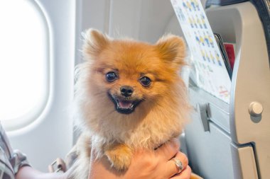 küçük köpek pomaranian spitz uçak, seçici odak gemide seyahat çantaya