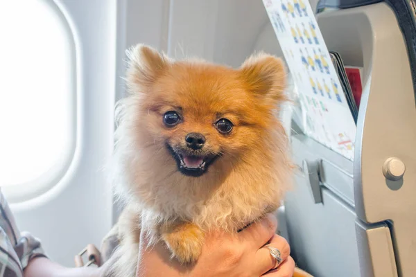 Small dog pomaranian spitz in a travel bag on board of plane, selective focus — Stock Photo, Image