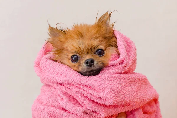Lovely pomeranian dog in a pink towel after bath, grooming — Stock Photo, Image