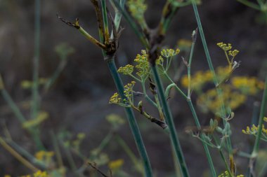 Flores de hinojo silvestre