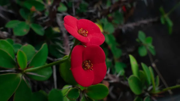 Zwei Süße Kleine Rote Blumen — Stockfoto