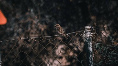 Yalnız küçük kahverengi serçe