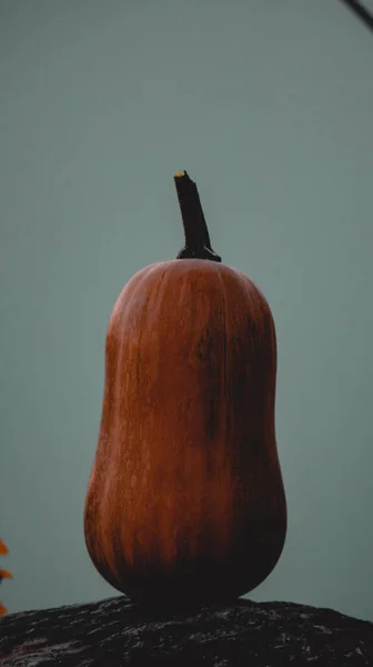 Mała Dynia Pomarańczowa Jesień — Zdjęcie stockowe