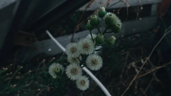 廃墟の中に小さなタンポポの植物 — ストック写真
