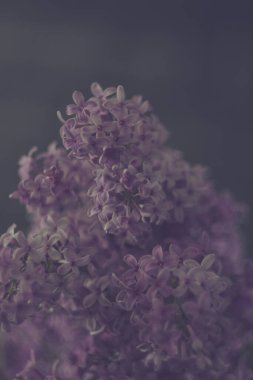 Koyu arkaplanda güzel liyak çiçekleri, dikey yönelim