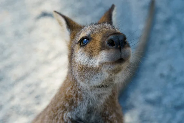 Cangorooh ve bebek, hayvanlar, Avustralya — Stok fotoğraf