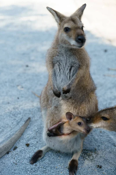 Cangorooh dan bayi, hewan, Australia — Stok Foto