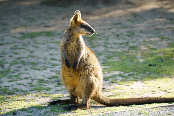 Cangorooh och baby, djur, Australien — Stockfoto
