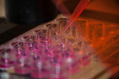 Multipette ve multiwell tepsisi, mikrobiyoloji laboratuvarında deney.