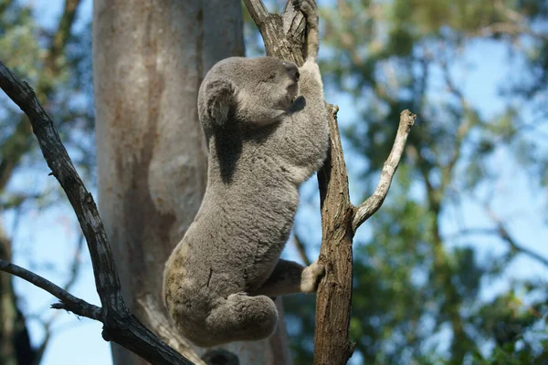 Koala bjørn på guldkysten Autralia - Stock-foto