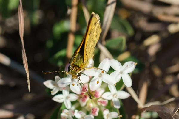 Vida con canguros, mariposa, naturaleza en Noosa Head Australia — Foto de Stock