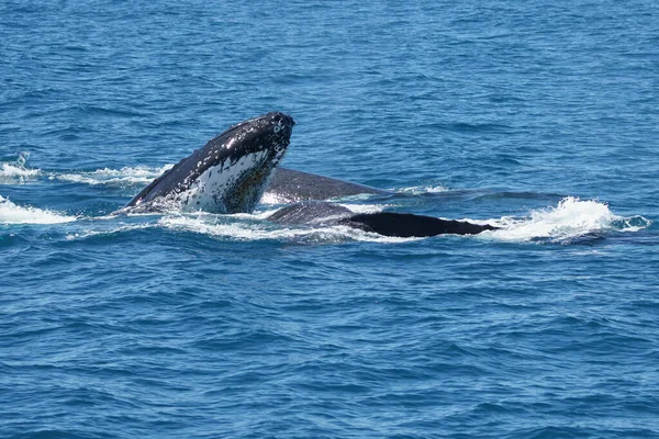 Whales closeup at Brisbane Australia — Stock Photo, Image