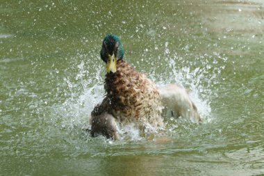 Hangerweiher Aachen 'da ördek temizleme ve suda oynama.