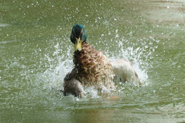 Duck cleaning and playing in water in Hangerweiher Aachen — Stock Photo, Image