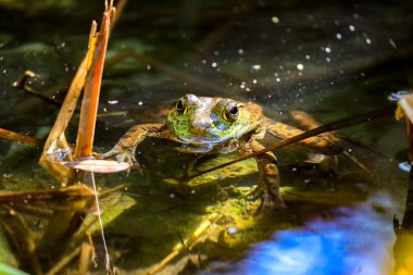Los Angeles 'ta bir parkta suda kurbağa