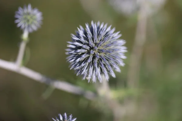 Ball thistles in Mainz Germany — Stock Photo, Image