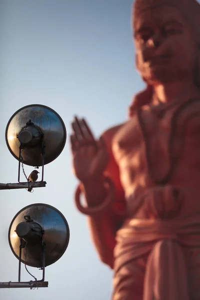 Pajarito Sienta Los Reflectores Iluminación Bajo Gran Protección Hanuman —  Fotos de Stock