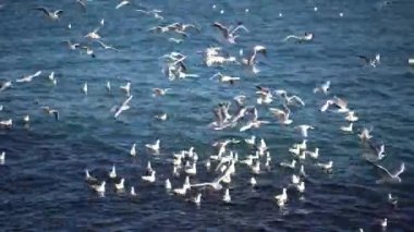 Devamlı bağıran martılar su yüzeyine iniyor ve su yüzeyinden uçuyor..
