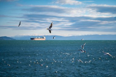 Martılar yalnız bir geminin arka planında uçuyorlar.