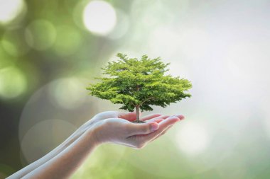 Doğada ekolojik sürdürülebilirlik, sürdürülebilir çevre ve kurumsal sosyal sorumluluk için büyüyen ağaç.
