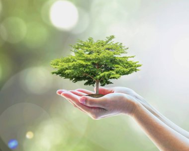 Sürdürülebilir çevre, çevreci orman ekosistemini korumak, ve gönüllülerin ellerine ağaç dikme konusunda yeşil konsept oluşturmak