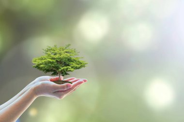 Çevresel ekosistemi ve doğal koruma kavramını korumak için gönüllülerin ellerine ağaç dikme