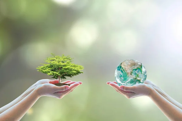 Toprakta büyüyen büyük bir ağacı tutan / koruyan iki insan temiz CSR ESG doğal güneş ışığı arka planı Dünya Çevre Günü NASA 'nın sağladığı görüntünün yeşil kavramını benimsiyor.