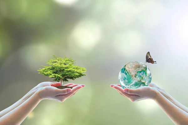 İki insan eli, doğal arka plan yeşilliği üzerine mükemmel büyüyen ağaç toprağı dikiyor. Ağaç yeniden ağaçlandırılıyor. Korunma, koruma, barış kampanyası.