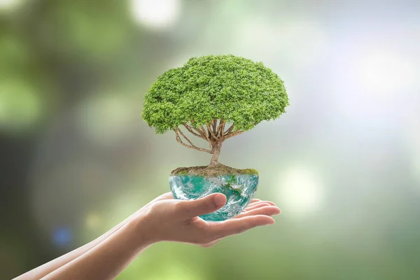 Plantar Árvore Planeta Globo Verde Nas Mãos Voluntário Para Dia — Fotografia de Stock