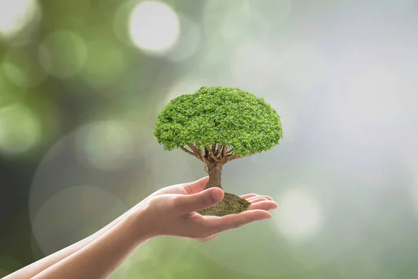 Zrównoważone Środowisko Ochrona Ekosystemu Leśnego Ekologiczna Koncepcja Sadzeniem Drzew Rękach — Zdjęcie stockowe
