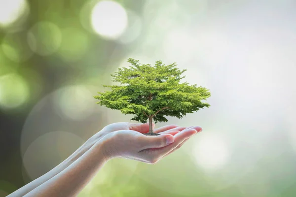Árvore Crescimento Para Economizar Sustentabilidade Ecológica Meio Ambiente Sustentável Responsabilidade — Fotografia de Stock