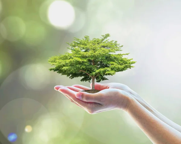 Βιώσιμο Περιβάλλον Εξοικονόμηση Οικοσυστήματος Του Δάσους Και Πράσινη Ιδέα Φύτευση — Φωτογραφία Αρχείου