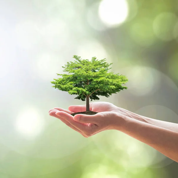 Βιώσιμο Περιβάλλον Εξοικονόμηση Οικοσυστήματος Του Δάσους Και Πράσινη Ιδέα Φύτευση — Φωτογραφία Αρχείου